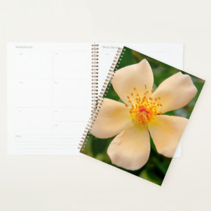 Agenda Oakley Fisher Rosa