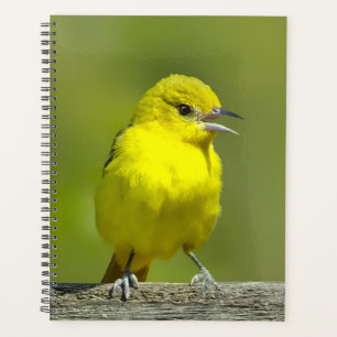 Agenda Orchard Oriole - Fotografia original