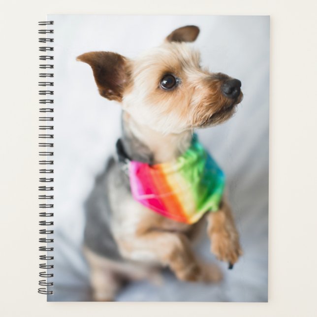 Agenda orgulho gay Rainbow Dog | Yorkshire Terrier (Frente)