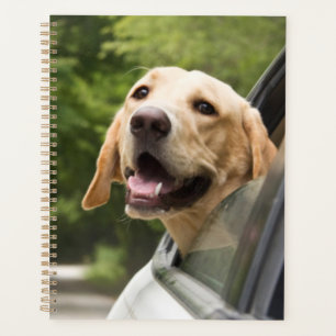 Agenda Ouro Labrador No Espelho De Revisor