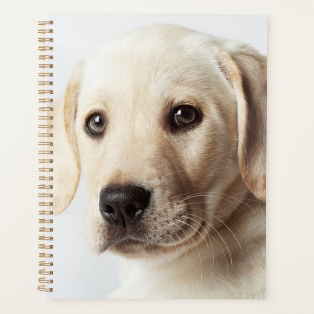 Agenda Ouro Labrador Puppy Closeup (Frente)