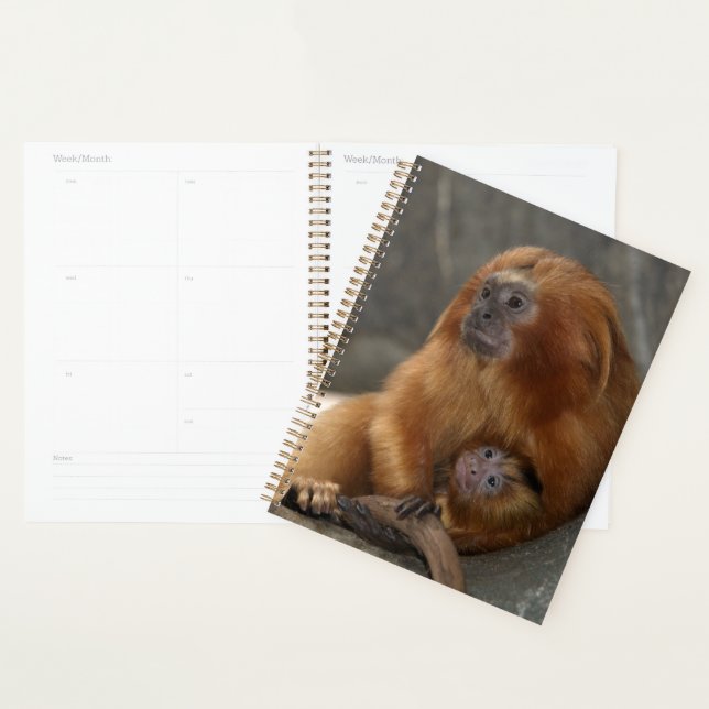 Agenda Ouro Lion Tamarin com Bebê (Exibição)