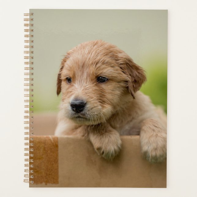 Agenda Ouro Retriever Puppy in Box (Frente)