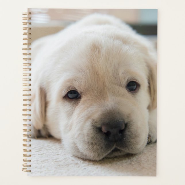 Agenda Ouro Sonolento Labrador Puppy (Frente)