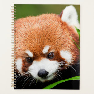 Agenda Panda Vermelho Fofo
