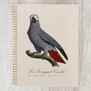 Agenda Papagaio cinzento africano, Psittacus erithacus, v