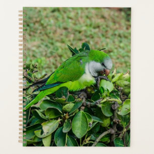 Agenda Papagaio verde