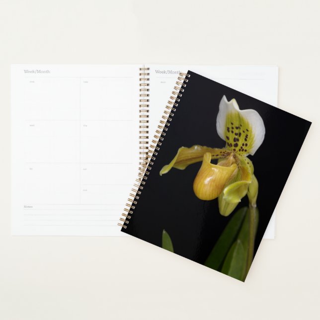 Agenda Paphiopedilum Exul (Exibição)