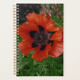 Agenda papoula oriental