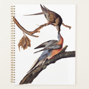 Agenda Par Audubon de Pigões de Passageiros Beijantes