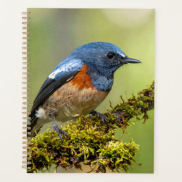Agenda Passarinho azul
