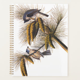 Agenda Pássaros com Titmouse Detido Audubon na Árvore P