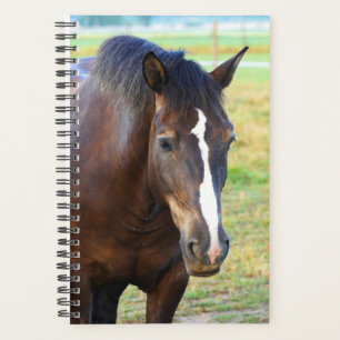 Agenda Pastagem Bonito de Equinos Fotográficos Equinos