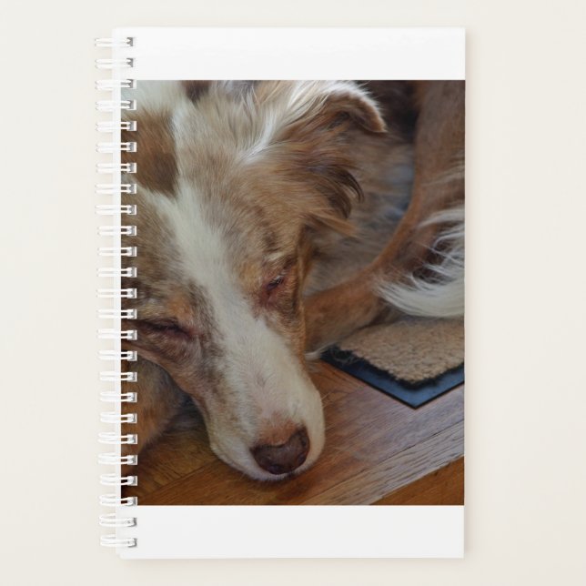 Agenda pastor australiano red merle dormindo (Frente)