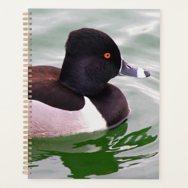 Agenda Pato-de-colar (Frente)