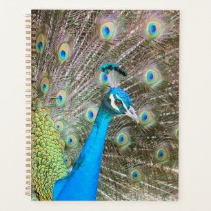Agenda Pavão com penas banidas - Foto de aves selvagens
