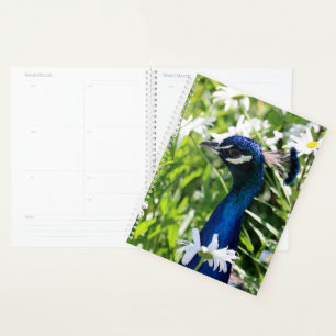 Agenda Peacock