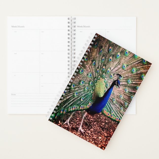 Agenda Peacock (Exibição)