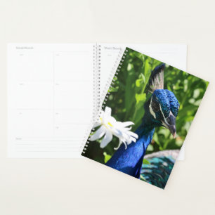 Agenda Peacock e Daisy