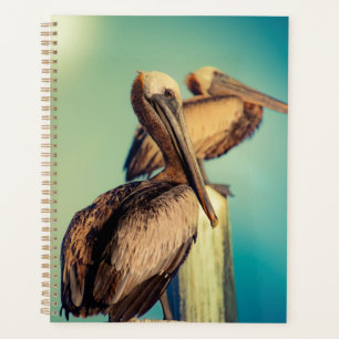 Agenda Pelicanos no amanhecer