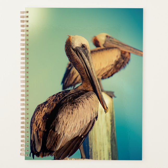Agenda Pelicanos no amanhecer (Frente)