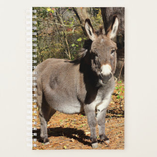 Agenda Pequeno Donkey