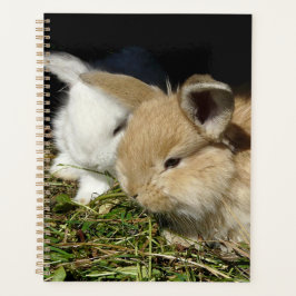 Agenda Pequenos coelhos fofos bonitos