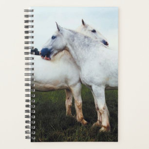 Agenda Percherons de Equinos Fotográficos Equinos Cresce