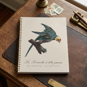 Agenda Periquito-da-carolina, Conuropsis carolinensis