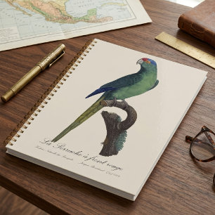 Agenda Periquito-fronte-laranja, Eupsittula Canicularis