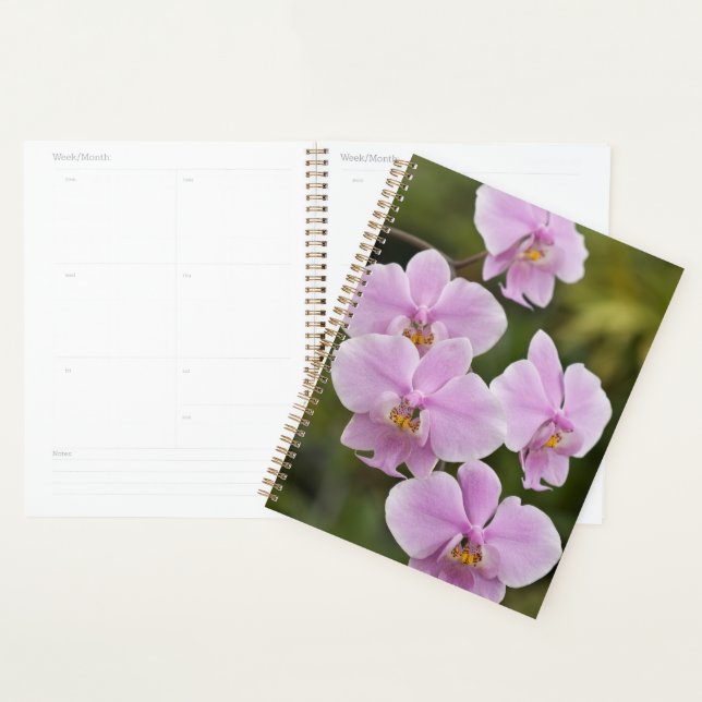Agenda Phalaenopsis Schilleriana (Exibição)