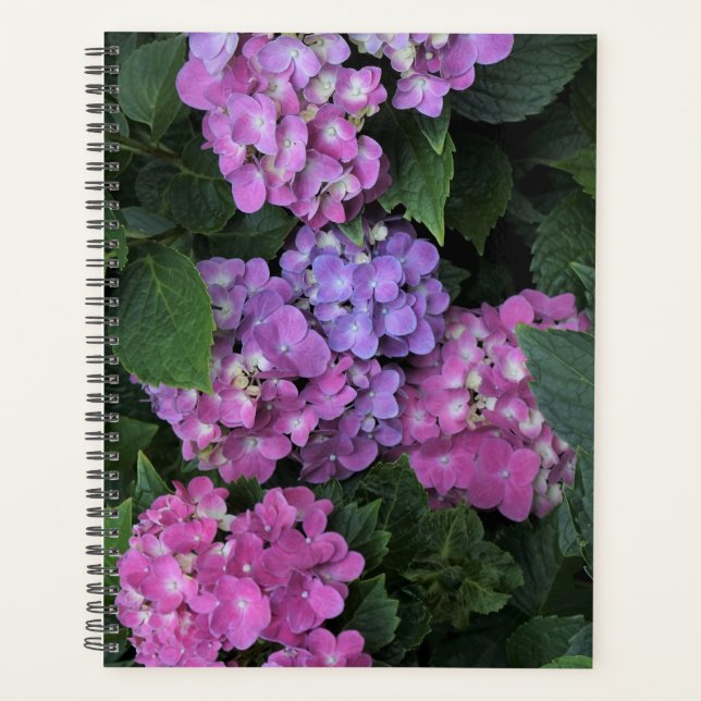 Agenda Pink Hydrangea (Frente)