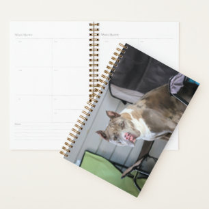 Agenda Pit bull