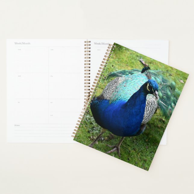 Agenda Poder do Pavão Real Regale (Exibição)