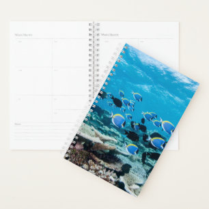 Agenda Praias Tropicais Sturgeon Entre Coral