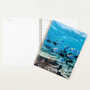 Agenda Praias Tropicais Sturgeon Entre Coral