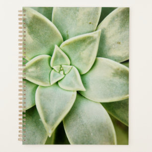 Agenda Primavera Succulent