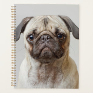 Agenda Pug Portrait