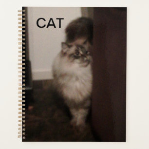 Agenda Purebred Ragdoll gata contra uma cadeira.