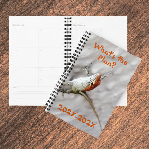 Agenda Qual é o plano do lagarto da Anola Ruiva?