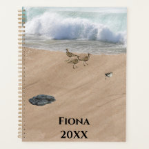 Quatro Pássaros em uma Praia