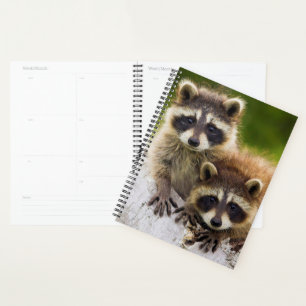 Agenda Raccoons