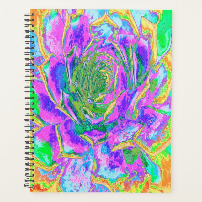 Agenda Rainbow Colors Fiesta Succulent Sedum Rosette (Frente)