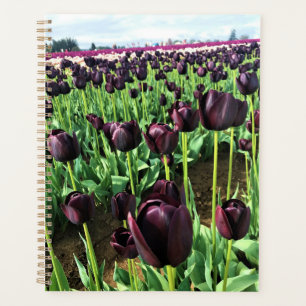 Agenda Rainha das Tulipas da Noite, Oregon