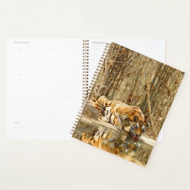 Agenda Reflexão do Tigre (Exibição)