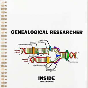 Agenda Replicação de DNA Dentro de pesquisador genealógic