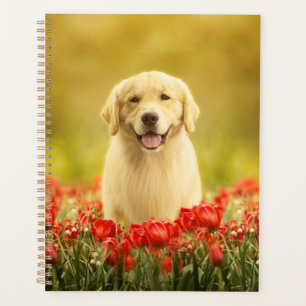 Agenda Retemporizador de ouros em Flores Vermelhas