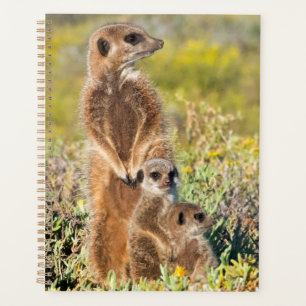 Agenda Retrato da família Meerkat