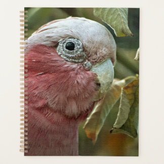 Agenda Retrato de Ave Australiana Galah Cockatoo Rosa