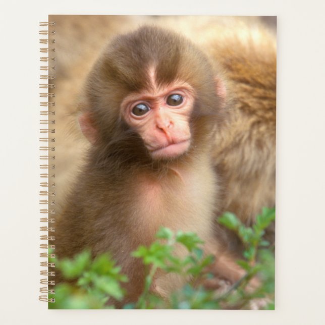 Agenda Retrato do Bebê Macaco da Neve (Frente)